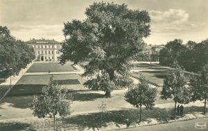 Zdjęcie Placu Litewskiego z połowy XX wieku z widocznym na środku olbrzymim drzewem.